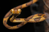 Amazon Basin Tree Snake (Imantodes lentiferus) Thin snake with big eyes, French Guyana