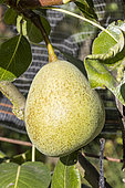Pear 'Blesson', Pyrus communis 'Blesson', fruit