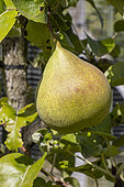 Pear 'Poire Coing', Pyrus communis 'Poire Coing', fruit