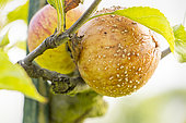 Scrab on Apple 'Ellison's orange', Malus domestica 'Ellison's orange