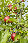 Apple 'Akane', Malus domestica 'Akane', fruits