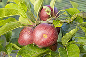 Apple 'Starkimson', Malus domestica 'Starkimson', fruits