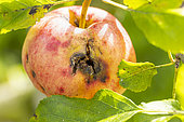 Codling moth attack on apple 'Ellison's orange', Malus domestica 'Ellison's orange'.