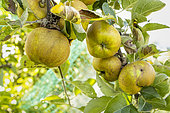 Apple 'André Sauvage', Malus domestica 'André Sauvage', fruits