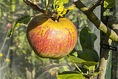 Apple 'Reinette royale', Malus domestica 'Reinette royale', fruit