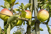 Apple 'Blushing Golden', Malus domestica 'Blushing Golden', fruits