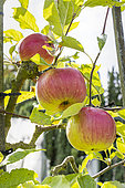 Apple 'Marie Madeleine', Malus domestica 'Marie Madeleine', fruits
