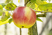 Apple 'Marie Madeleine', Malus domestica 'Marie Madeleine', fruit