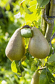 Pear 'Passe Colmar', Pyrus communis 'Passe Colmar', fruits
