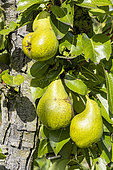 Pear 'Rémy Chatenay', Pyrus communis 'Rémy Chatenay', fruits