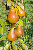 Pear 'Beurré Durondeau', Pyrus communis 'Beurré Durondeau', fruits