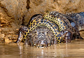 Cayman (Caiman crocodylus yacare) vs Anaconda (Eunectes murinus). Cayman caught an anaconda. Anaconda strangles the caiman. Brazil. Pantanal. Porto Jofre. Mato Grosso. Cuiaba River.
