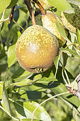 Pear 'Marie Louise Goeth', Pyrus communis 'Marie Louise Goeth', fruits