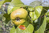 Pear 'Professeur Opoix', Pyrus communis 'Professeur Opoix', fruit