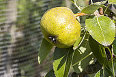 Pear 'Royale Vendée', Pyrus communis 'Royale Vendée', fruit