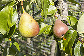 Pear 'Nipé Nimé', Pyrus communis 'Nipé Nimé', fruits