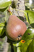 Pear 'Nipé Nimé', Pyrus communis 'Nipé Nimé', fruit