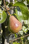Pear 'Sanguine de France', Pyrus communis 'Sanguine de France', fruit