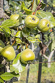 Pear 'Saint Remy', Pyrus communis 'Saint Remy', fruits
