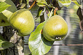 Pear 'Saint Remy', Pyrus communis 'Saint Remy', fruits