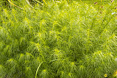 Wormwood, Artemisia capillaris, foliage