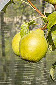 Pear 'Beurré Hardenpont', Pyrus communis 'Beurré Hardenpont', fruits