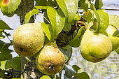 Pear 'Beurré Hardenpont', Pyrus communis 'Beurré Hardenpont', fruits