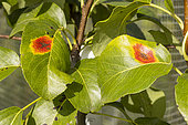 European pear rust (Gymnosporangium fuscum) on pear tree (Pyrus communis)