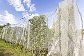 Net to protect apple trees from birds