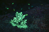Young colony of fluorescent horned coral (Acropora sp) at night and fluorescent zooplankton illuminating the background, Mayotte
