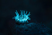 Small fluorescent sea anemone at night on the bottom of the S pass, Mayotte