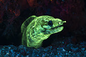 Moray (Gymnothorax sp) fluorescing under blue light, in the reef at night, Mayotte