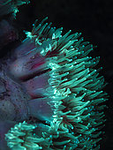 Fluorescent coral polyps on the reef, Mayotte