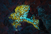 Fluorescent Sea Anemone at the Tombant des Aviateurs dive site, Mayotte