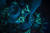 Fluorescent Tubastrea (Tubastrea sp), small colony on the reef, Mayotte