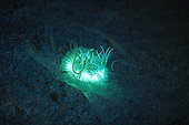 Fluorescent Tube Anemone (Cerianthidae sp) hunting at night on the sand of the S pass. Mayotte