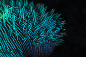 Fluorescent coral mushroom. Fluorescent coral (Fungiidae sp) in the dark of night, Mayotte