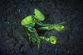 Fluorescent Mantis shrimp (Lysiosquilla sp) at night, tending its hole with its hairy, hooked legs, Mayotte