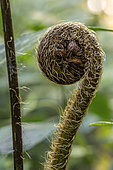Australian tree fern crook (Sphaeropteris cooperi)
