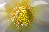 Détail d'une fleur de Lotus sacré (Nelumbo nucifera)