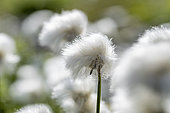 Scheuchzer's cottongrass (Eriophorum scheuchzeri) close-up of seedheads, Savoie, France