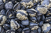 Mussel (Mytilus edulis) colony covered by Barnacles, Côtes-d'Armor, France