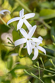 Azorean jasmine (Jasminum azoricum)