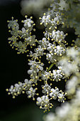 Flowers of Black Elder (Sambucus nigra), Bouches-du-Rhone, France