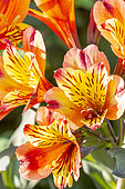 Peruvian Lily, Alstroemeria 'Indian Summer', flowers