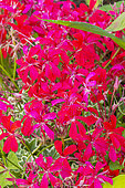 Ivy-Leaved Pelargonium 'Evka', Pelargonium 'Evka', flowers