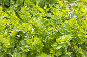 Celeriac 'Diamant', Apium graveoleus var rapaceum 'Diamant', foliage