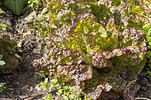 Bellino' red oak leaf lettuce