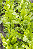 Belgian Endive, Half Early from Malines, Cichorium intybus var foliosum