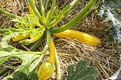 Zucchini Goldy F1, Cucurbita pepo ssp pepo